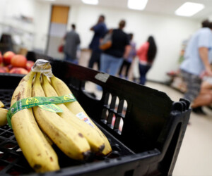 A mostly empty bin with one bunch of bananas.