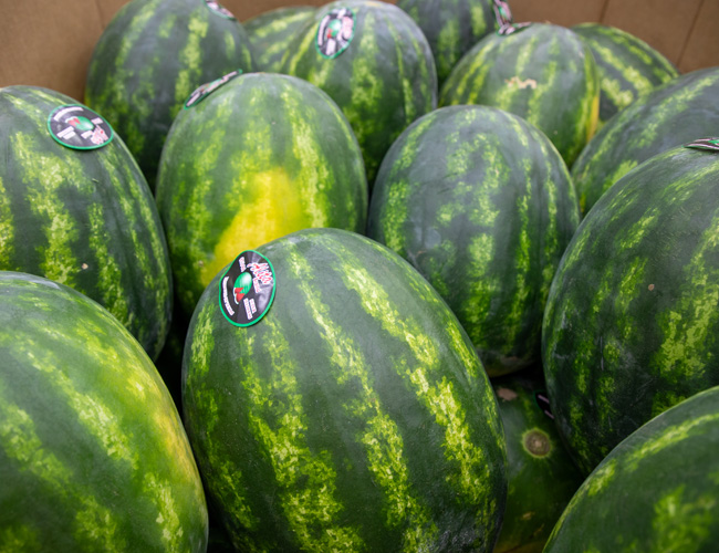 Special food distribution with watermelon Special food distribution with watermelon