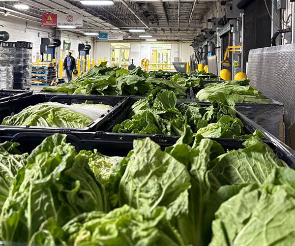 Lettuce in crates at Houston Food Bank
